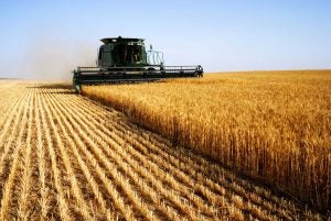 wheat yield contest