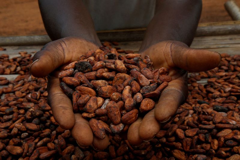 © Reuters. FILE PHOTO: A farmers holds cocoa beans while he is drying them at a village in Sinfra, Ivory Coast April 29, 2023. REUTERS/Luc Gnago/File Photo