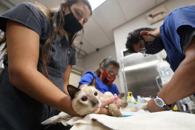 A cat is examined by veterinary personnel.