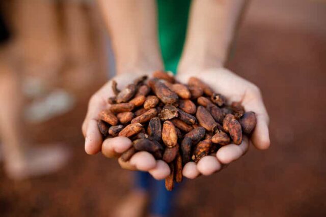 Human hand full of dried cocoa seed