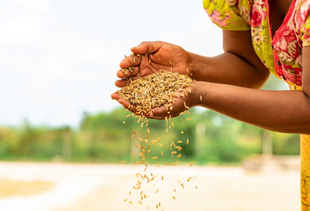 Harvested rice pouring from the hands of a woman.