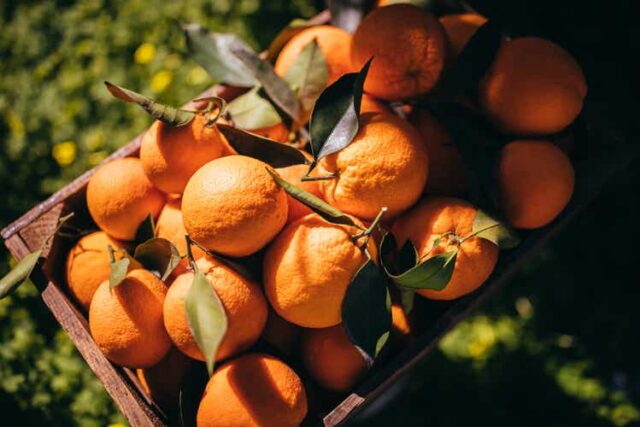 Wooden basket full of ripe oranges in orange grove